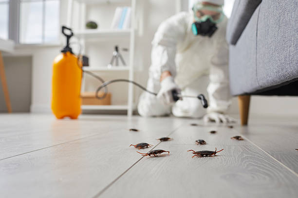 Post-Treatment Bed Bug Interceptor Monitoring in Oak Bluffs